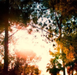 The Ultimate Guide to Finding the Perfect Influencer for Your Brand