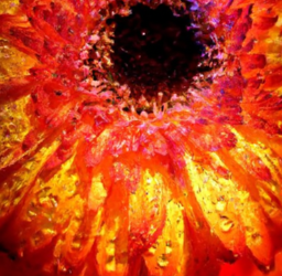 The Importance of Transparency in Influencer Marketing: Why Transparency is Crucial for Building Trust and Compliance