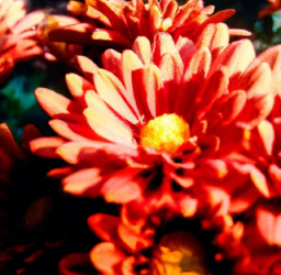 The Power of Sentiment Analysis: Enhancing Social Media Marketing Strategies