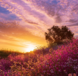 The Impact of GDPR on Digital Marketing: Changes, Consent, and User Rights