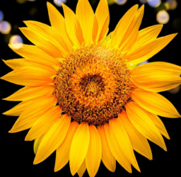 Nurturing Leads with Email Marketing: Strategies for Conversions & Customer Loyalty