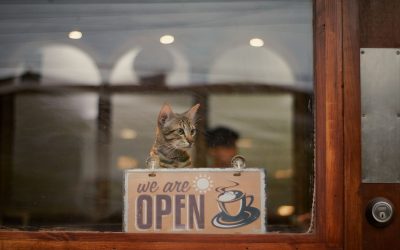 Pawsitively Powerful SEO Strategies for Cat Cafe Owners