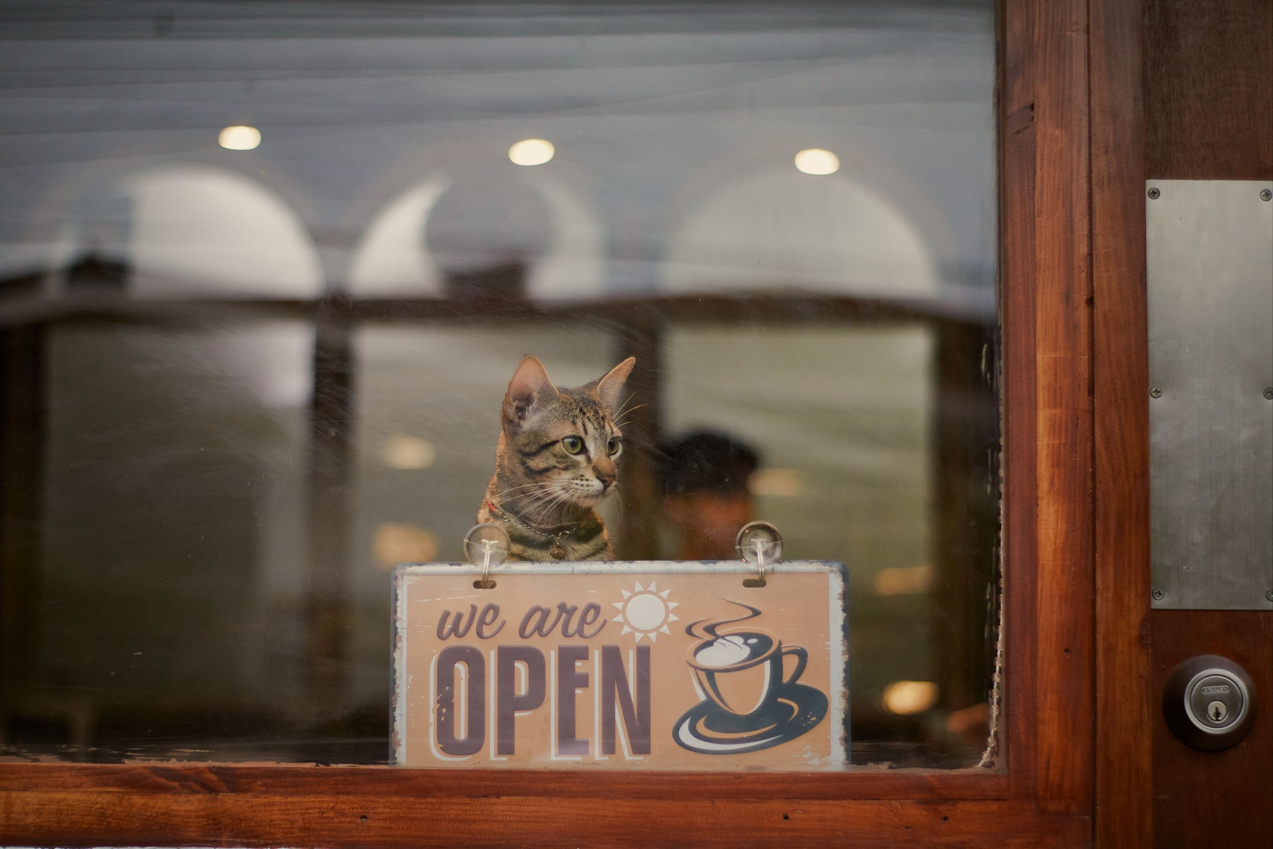 Pawsitively Powerful SEO Strategies for Cat Cafe Owners
